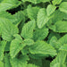 Lemon Balm, Culinary & Medicinal Herbs, - BoxGardenSeedsLLC -Culinary/Medicinal Herbs - Seeds