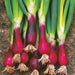 Red Beard Bunching, Onion - BoxGardenSeedsLLC -Onions,Leeks - Seeds