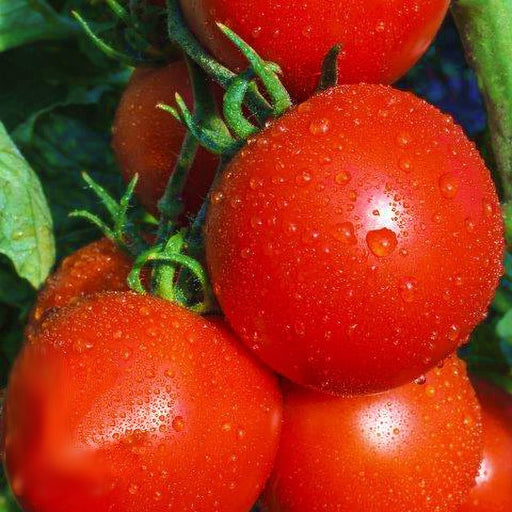 New Yorker, Tomato, - BoxGardenSeedsLLC -Tomatoes,Tomatillos - Seeds