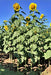 Mongolian Giant, Sunflower, -- BoxGardenSeedsLLC -Culinary/Medicinal Herbs - Seeds