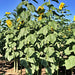 Mongolian Giant, Sunflower, - BoxGardenSeedsLLC -Culinary/Medicinal Herbs - Seeds