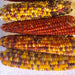 Lofthouse Landrace, Popcorn, - BoxGardenSeedsLLC -Corn - Seeds