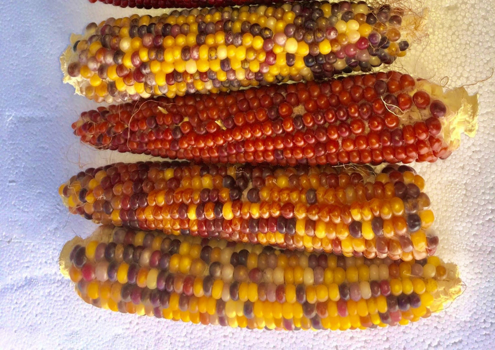 Lofthouse Landrace, Popcorn, - BoxGardenSeedsLLC -Corn - Seeds