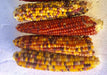 Lofthouse Landrace, Popcorn, -- BoxGardenSeedsLLC -Corn - Seeds