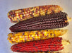 Lofthouse Landrace, Popcorn, -- BoxGardenSeedsLLC -Corn - Seeds