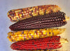 Lofthouse Landrace, Popcorn - BoxGardenSeedsLLC - Corn - Seeds - Open Source Seed Initiative, USA Seller, Thank you for shopping here today, Naturally Grown GMO Free Seeds, Heirloom Open Pollinated Seeds, Fresh Top Quality Premium Seeds
