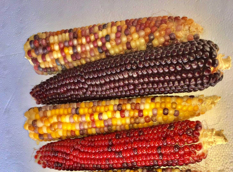 Lofthouse Landrace, Popcorn - BoxGardenSeedsLLC - Corn - Seeds - Open Source Seed Initiative, USA Seller, Thank you for shopping here today, Naturally Grown GMO Free Seeds, Heirloom Open Pollinated Seeds, Fresh Top Quality Premium Seeds