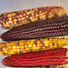 Lofthouse Landrace, Popcorn, - BoxGardenSeedsLLC -Corn - Seeds