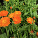 Resina, Calendula, - BoxGardenSeedsLLC -Culinary/Medicinal Herbs - Seeds