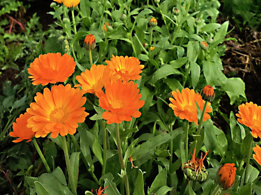 Resina, Calendula, - BoxGardenSeedsLLC -Culinary/Medicinal Herbs - Seeds