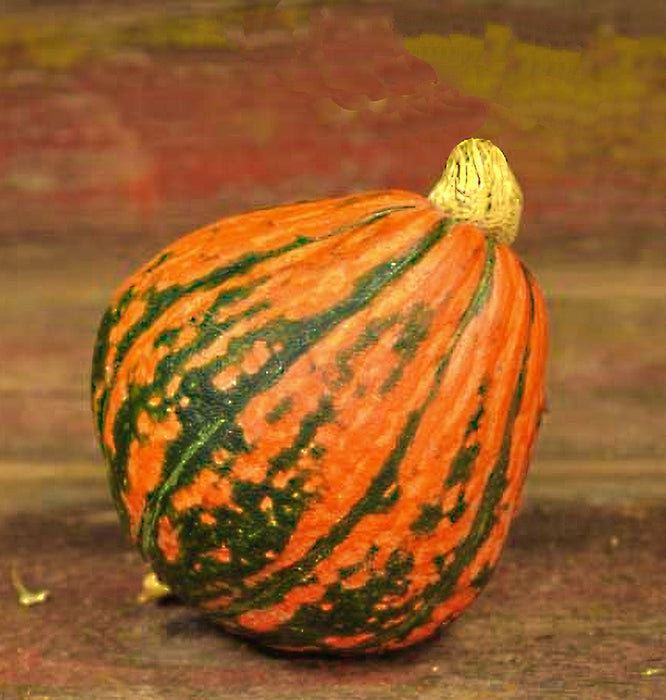 Lakota, Winter Squash, - BoxGardenSeedsLLC -Squash,Pumpkins - Seeds