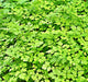 Curled, Chervil, -- BoxGardenSeedsLLC -Culinary/Medicinal Herbs - Seeds