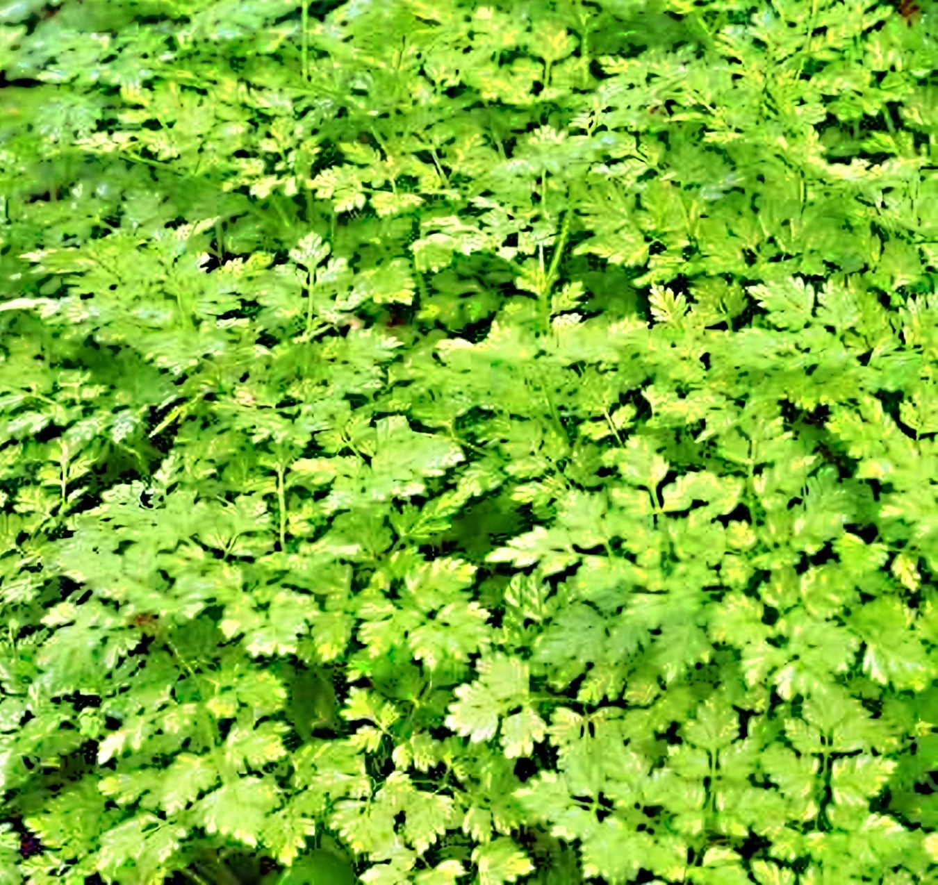 Chervil