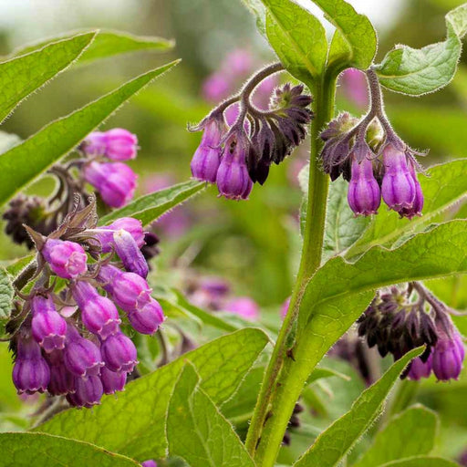 True Comfrey, (Symphytum officinale), -- BoxGardenSeedsLLC -Culinary/Medicinal Herbs - Seeds