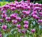 Wild Bergamot (Bee Balm), Culinary & Medicinal Herbs, -- BoxGardenSeedsLLC -Culinary/Medicinal Herbs - Seeds