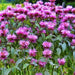 Wild Bergamot (Bee Balm), Culinary & Medicinal Herbs, - BoxGardenSeedsLLC -Culinary/Medicinal Herbs - Seeds