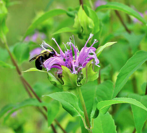 - BoxGardenSeedsLLC - Wild Bergamot (Bee Balm), Medicinal Herbs, - Culinary/Medicinal Herbs - Seeds