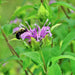 Wild Bergamot (Bee Balm), Culinary & Medicinal Herbs, - BoxGardenSeedsLLC -Culinary/Medicinal Herbs - Seeds