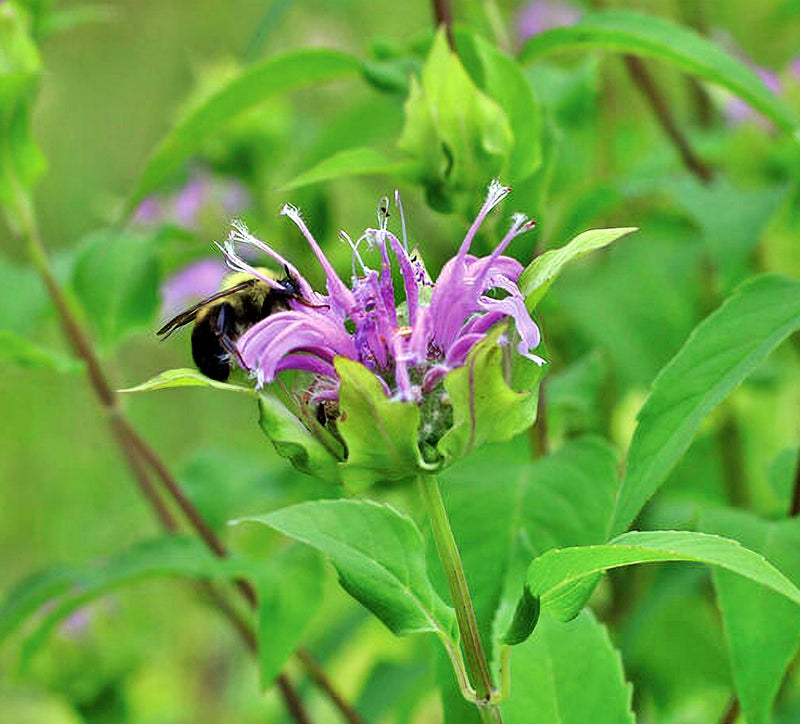 Wild Bergamot (Bee Balm), Culinary & Medicinal Herbs - BoxGardenSeedsLLC - Culinary/Medicinal Herbs - Seeds - USA Seller, Thank you for shopping here today, Naturally Grown GMO Free Seeds, Heirloom Open Pollinated Seeds, Fresh Top Quality Premium Seeds