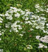 White, Yarrow, -- BoxGardenSeedsLLC -Culinary/Medicinal Herbs - Seeds