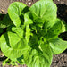 Dark Green Cos, Romaine Lettuce, - BoxGardenSeedsLLC -Lettuce - Seeds