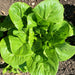 Dark Green Cos, Romaine Lettuce, - BoxGardenSeedsLLC -Lettuce - Seeds