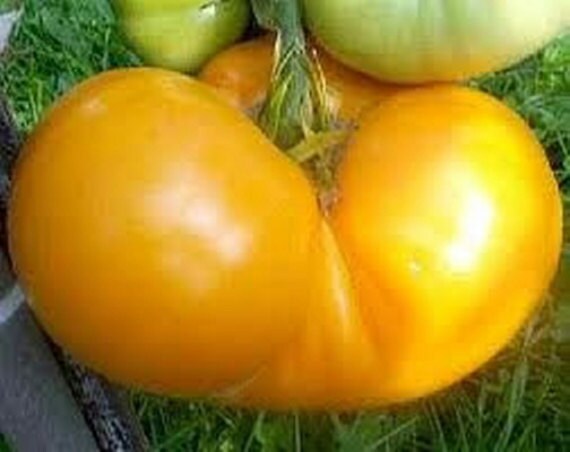 Orange/Yellow Brandywine, Tomato, -- BoxGardenSeedsLLC -Tomatoes,Tomatillos - Seeds