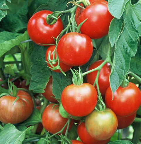 Early Stupice, Tomato, -- BoxGardenSeedsLLC -Tomatoes,Tomatillos - Seeds