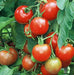 - BoxGardenSeedsLLC - Early Stupice, Tomato, - Tomatoes,Tomatillos - Seeds