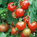 Early Stupice, Tomato, - BoxGardenSeedsLLC -Tomatoes,Tomatillos - Seeds