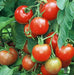 Early Stupice, Tomato - BoxGardenSeedsLLC - Tomatoes,Tomatillos - Seeds - 