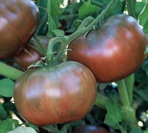 - BoxGardenSeedsLLC - Cherokee Purple, Tomato, - Tomatoes,Tomatillos - Seeds