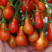 Austins Red Pear, Tomato - BoxGardenSeedsLLC - Tomatoes,Tomatillos - Seeds - 