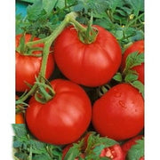 Ace 55, Tomato - BoxGardenSeedsLLC - Tomatoes,Tomatillos - Seeds - Thank you so much for shopping here today, Fresh Heirloom Vegetable Seeds, Naturally Grown Open Pollinated, More Seeds for Your Money, More Fresh Seeds Per Packet