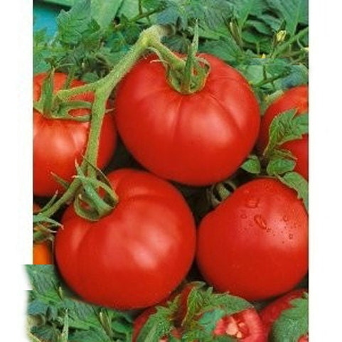 Ace 55, Tomato - BoxGardenSeedsLLC - Tomatoes,Tomatillos - Seeds - Thank you so much for shopping here today, Fresh Heirloom Vegetable Seeds, Naturally Grown Open Pollinated, More Seeds for Your Money, More Fresh Seeds Per Packet