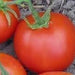 Thessaloniki, Tomato, - BoxGardenSeedsLLC -Tomatoes,Tomatillos - Seeds