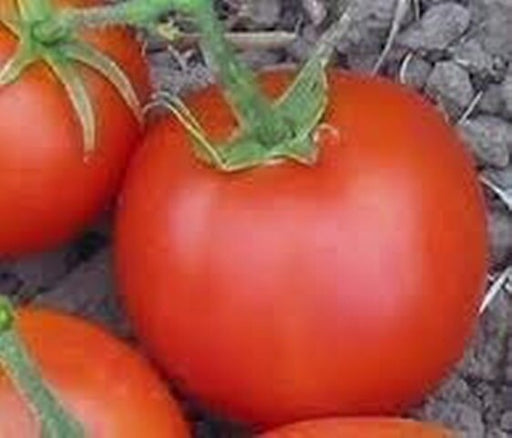 Thessaloniki, Tomato, - BoxGardenSeedsLLC -Tomatoes,Tomatillos - Seeds