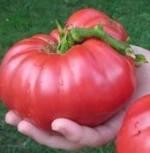 - BoxGardenSeedsLLC - Ponderosa Red, Tomato, - Tomatoes,Tomatillos - Seeds