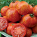 Red Zebra, Tomato, - BoxGardenSeedsLLC -Tomatoes,Tomatillos - Seeds