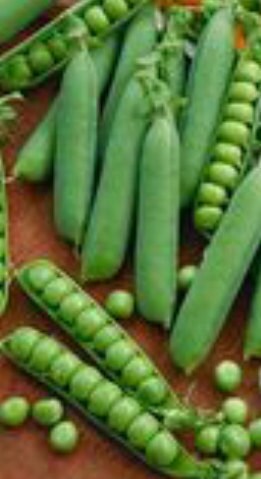 - BoxGardenSeedsLLC - Early Frosty Peas - Peas - Seeds