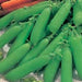 Little Marvel, Peas, -- BoxGardenSeedsLLC -Peas - Seeds