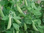 Little Marvel, Peas, -- BoxGardenSeedsLLC -Peas - Seeds