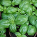 - BoxGardenSeedsLLC - Italian Large Leaf, Basil - Culinary/Medicinal Herbs - Seeds