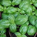 Genovese, Basil, -- BoxGardenSeedsLLC -Culinary/Medicinal Herbs - Seeds