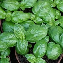 Italian Large Leaf, Basil -- BoxGardenSeedsLLC -Culinary/Medicinal Herbs - Seeds