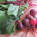 Early Wonder TallTop, Beets, - BoxGardenSeedsLLC -Beet,Turnips,Parsnips - Seeds