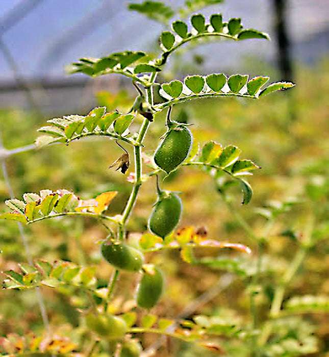 Black Garbanzo, Bush Beans, -- BoxGardenSeedsLLC -Abundant Stock SALE - Seeds