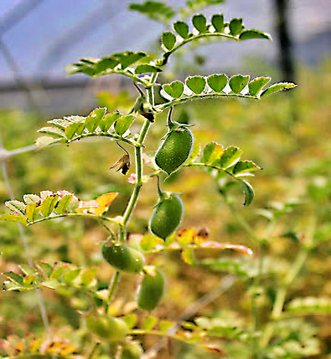 Black Garbanzo, Bush Beans - BoxGardenSeedsLLC - Beans / Dry Beans - Seeds - USA Seller, Thank you for shopping here today, Naturally Grown GMO Free Seeds, Heirloom Open Pollinated Seeds, Fresh Top Quality Premium Seeds