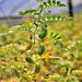 Black Garbanzo, Bush Beans, - BoxGardenSeedsLLC -Abundant Stock SALE - Seeds