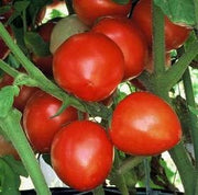 copy Bellstar Paste, Tomato, - BoxGardenSeedsLLC -Tomatoes,Tomatillos - Seeds